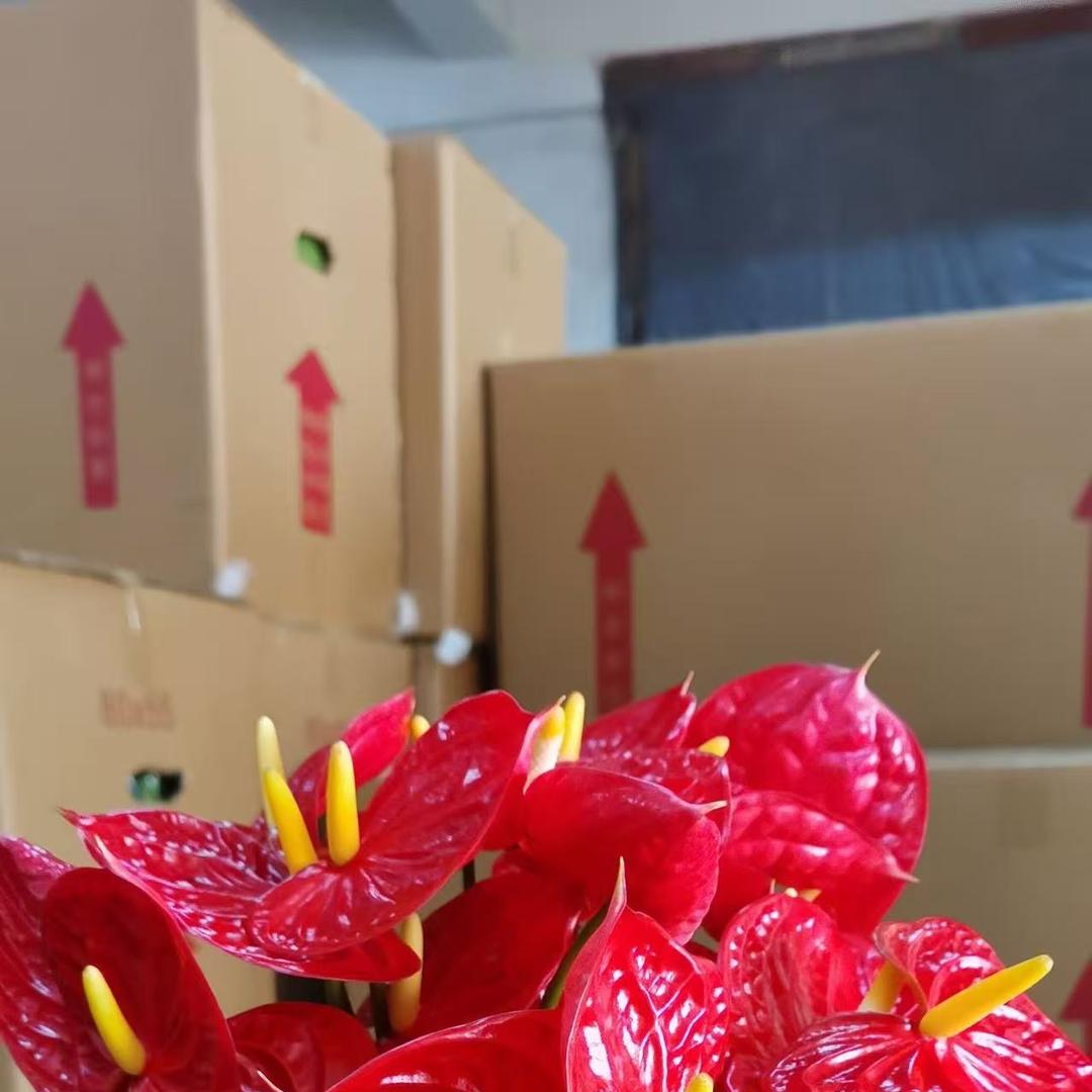 洛守商贸臻选店