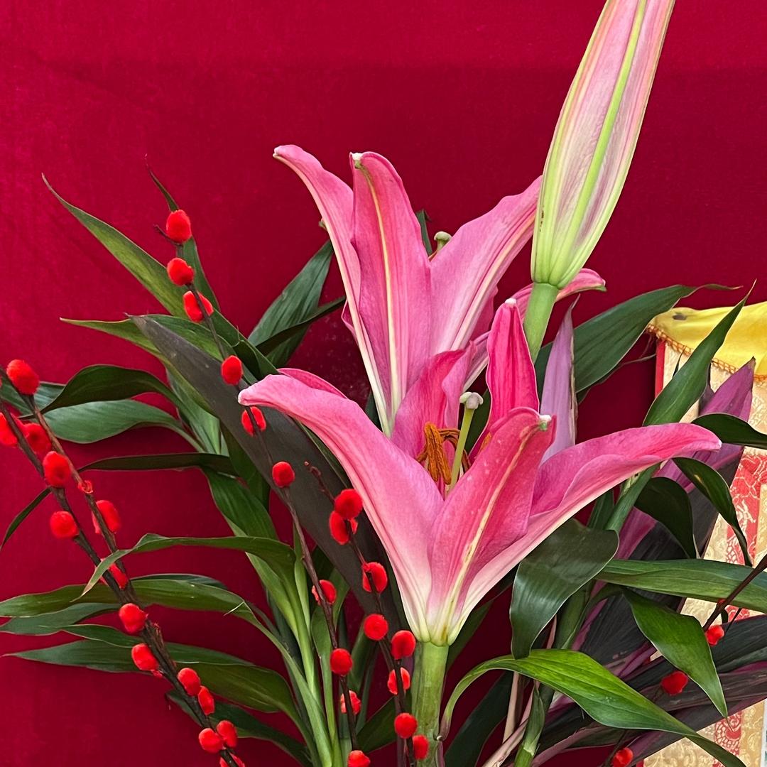 🌾🪷觉婵🪷💰