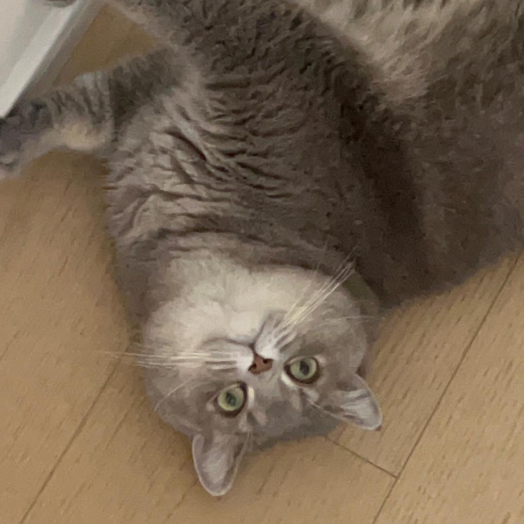 新木香瓜子