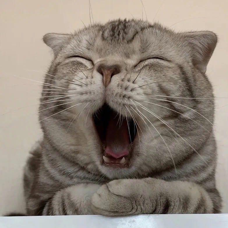 嘻嘻哟