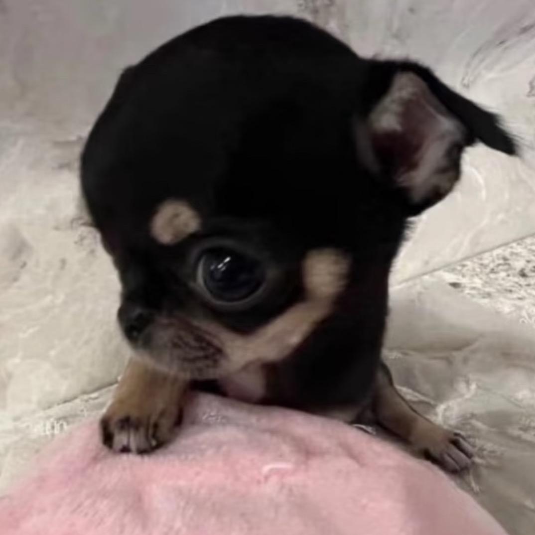 想吃螺蛳粉的175天