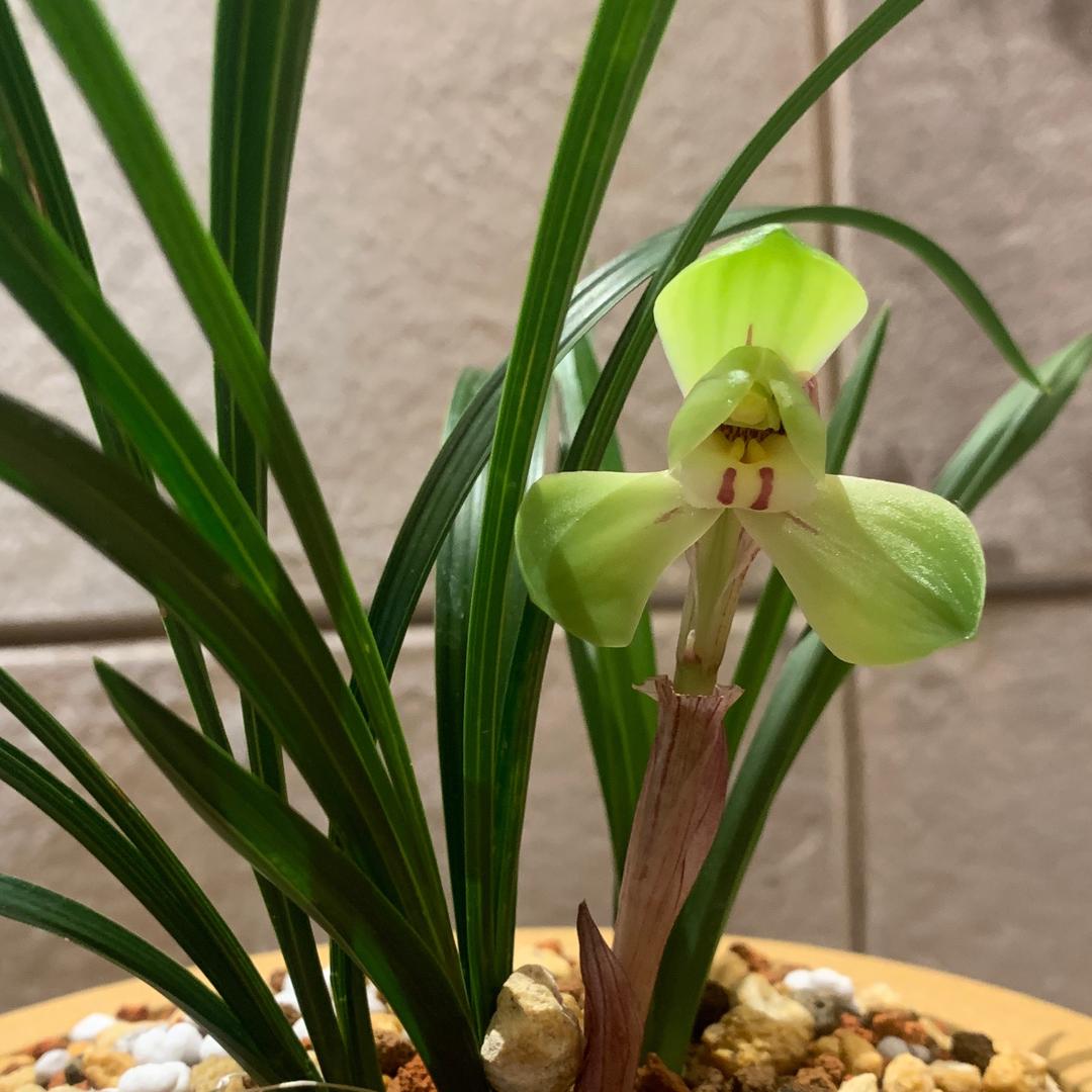 莫有虚名