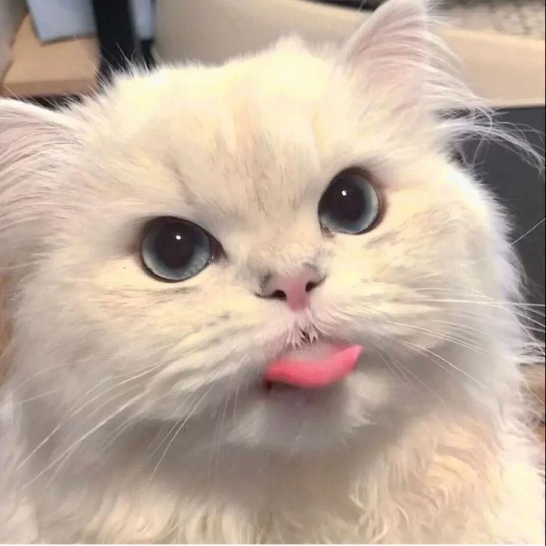 孤单听雨的猫