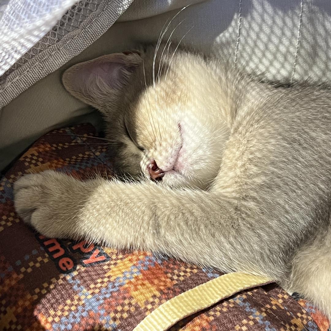 辣炒年糕