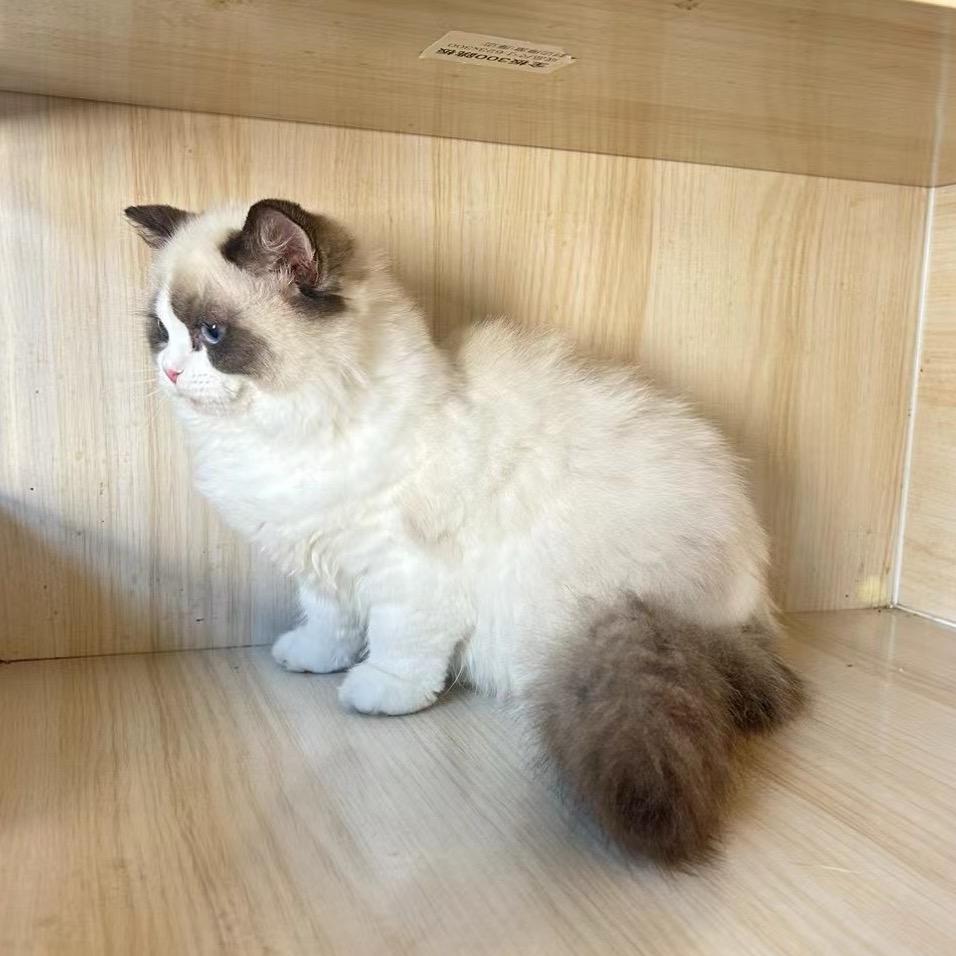 西安甜美布偶德文猫舍