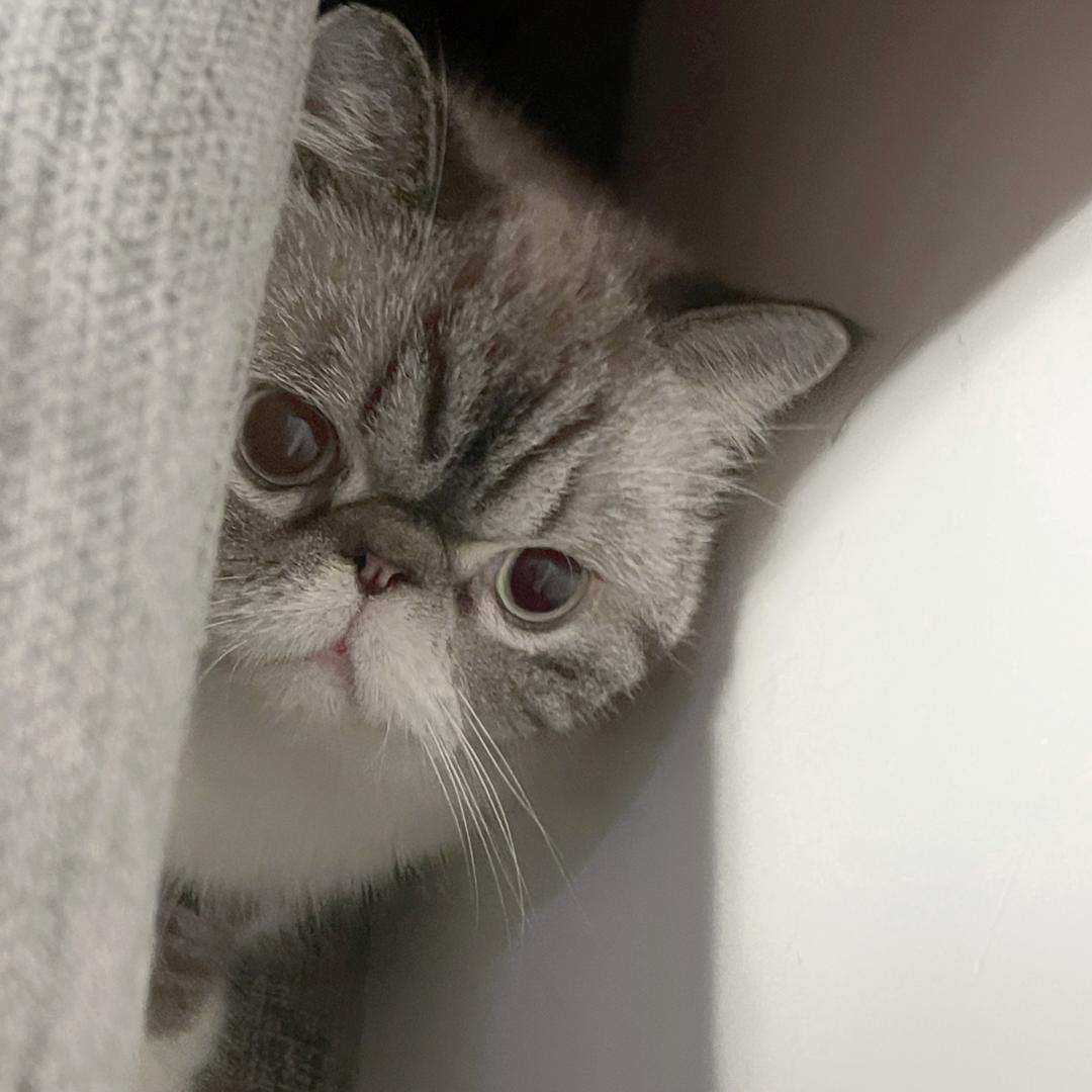 淇汁