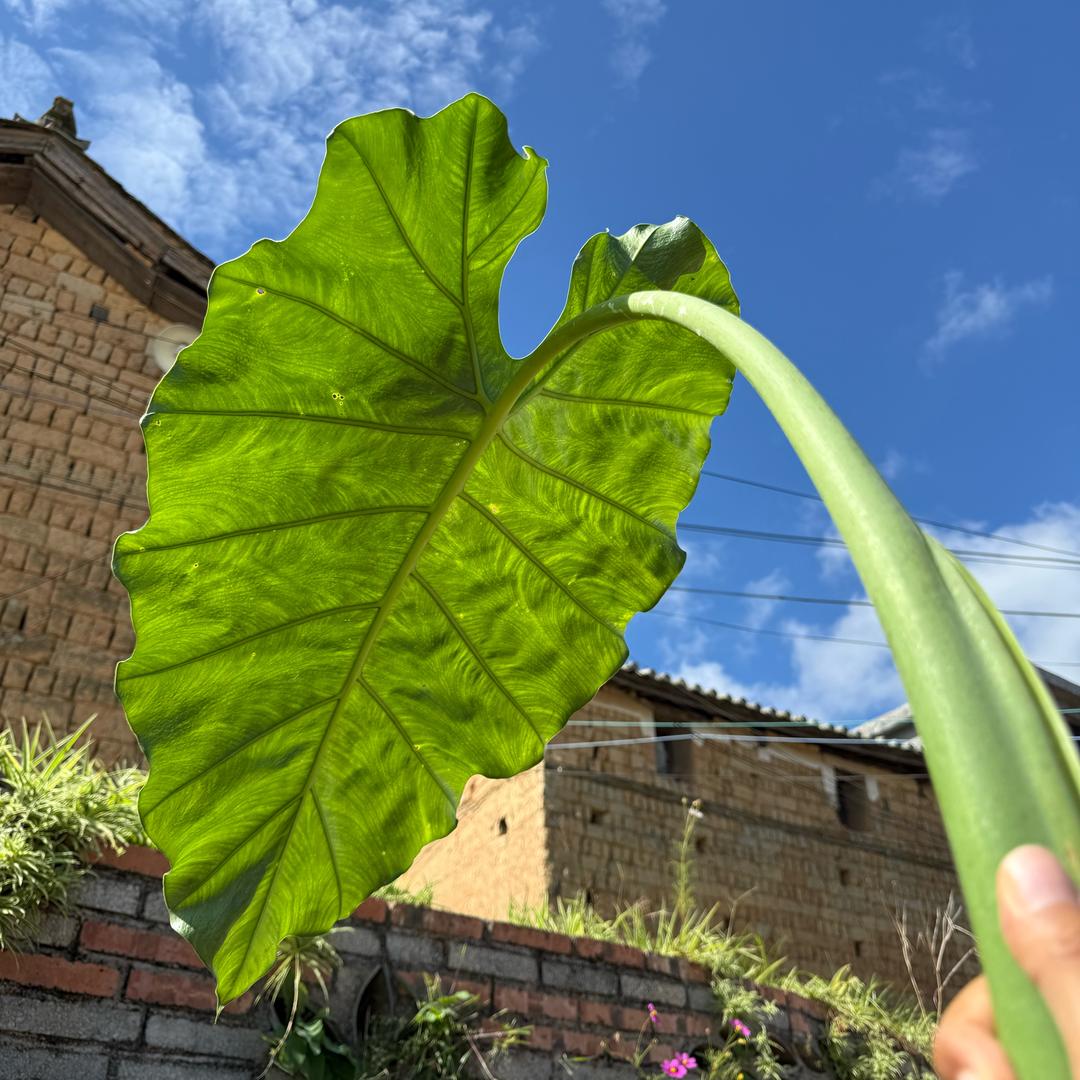 云南甘榕农科优品小铺
