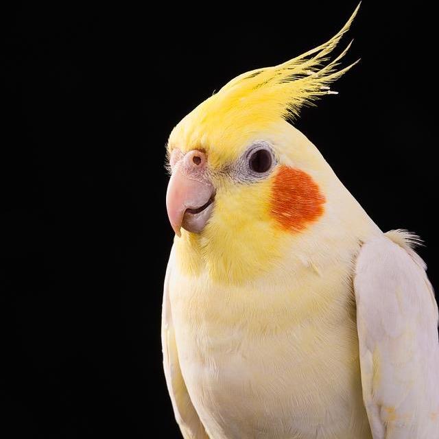 千羽鹦鹉｜喜巢保温箱