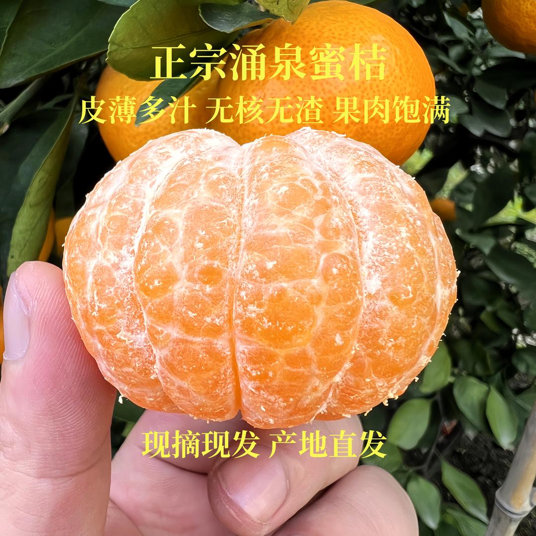 正宗涌泉蜜桔-茵茵