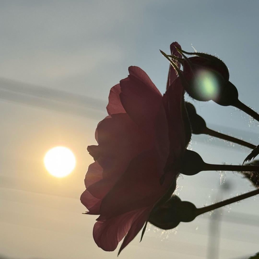 东北老嫂子的院子