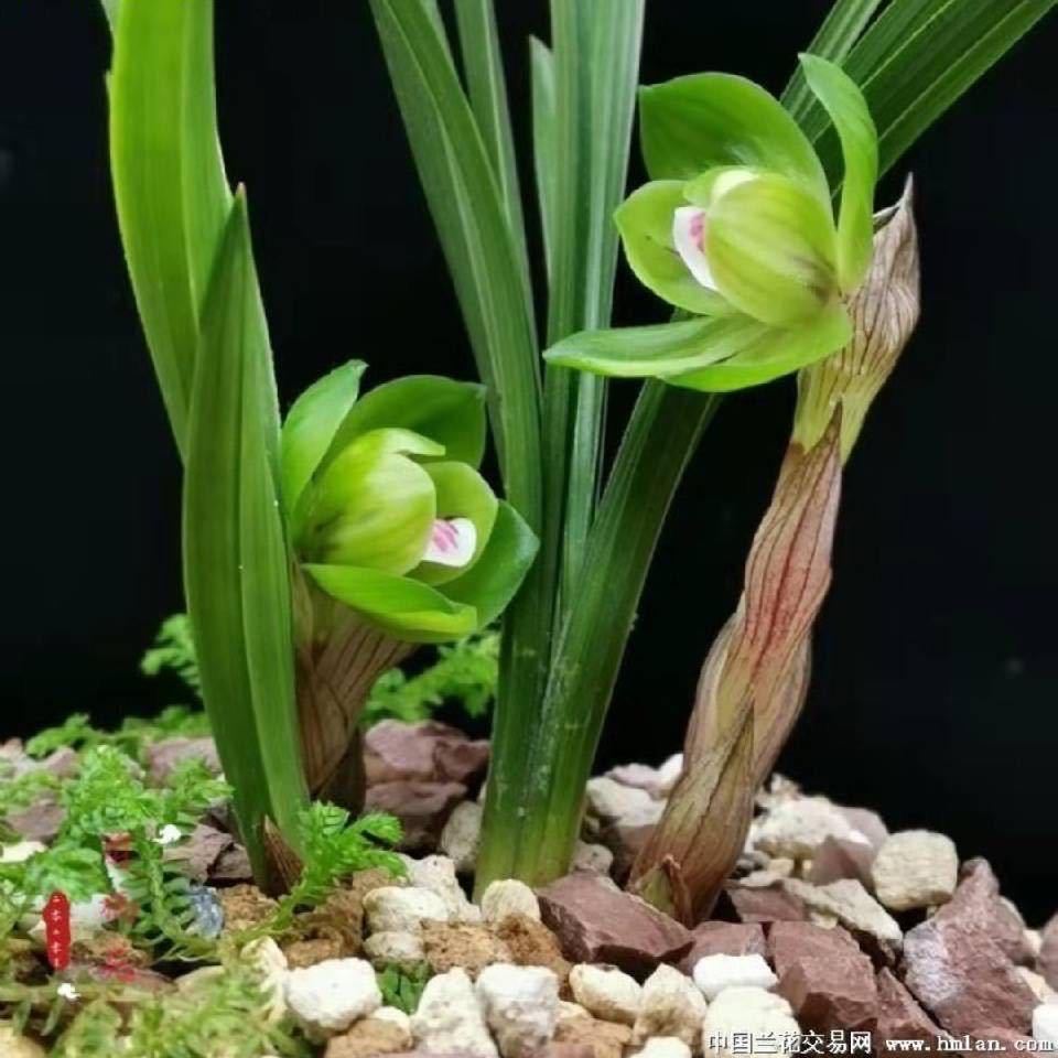 姐的感情你敷衍不起