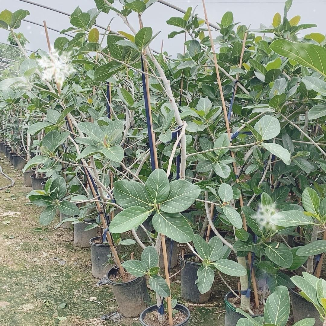 榕意绿植园艺店