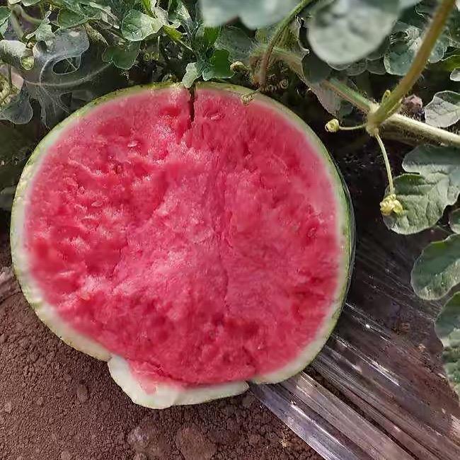 小娟水果