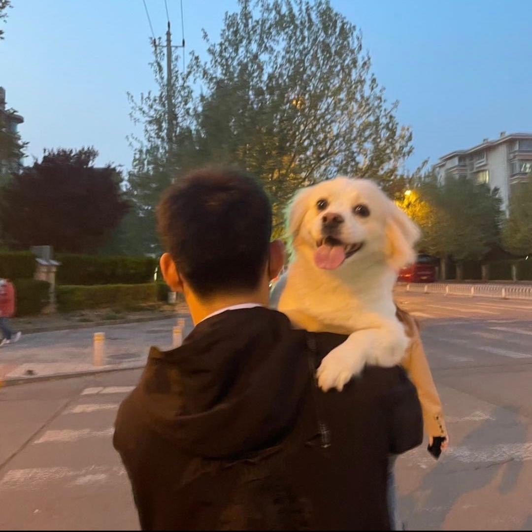 三尺面包树