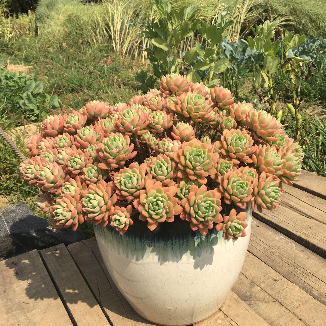小主家的花园