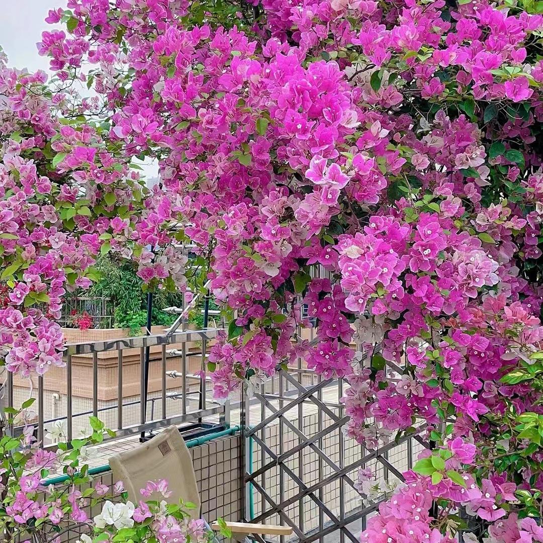 芹芹家三角梅