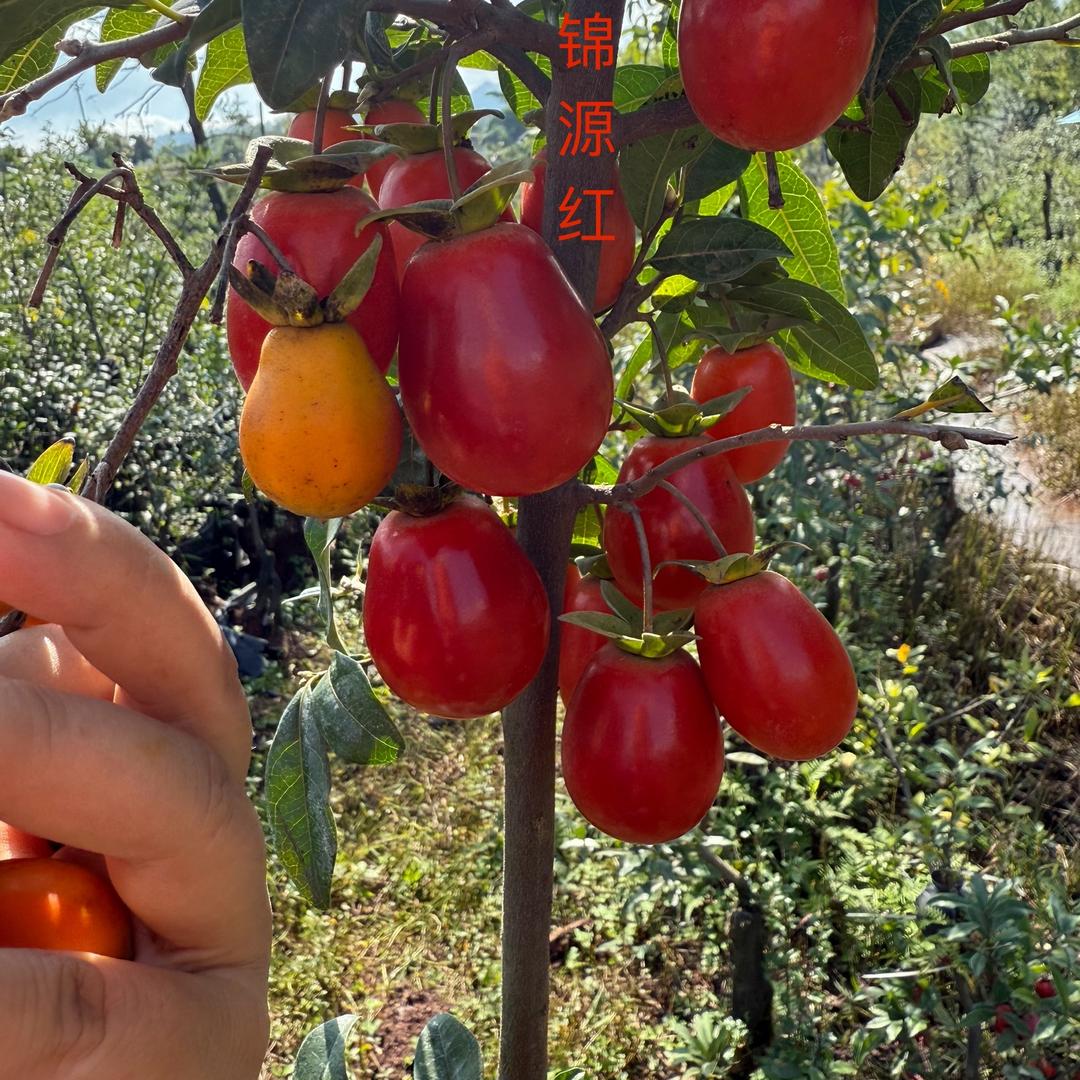 黄老桩金弹子园艺