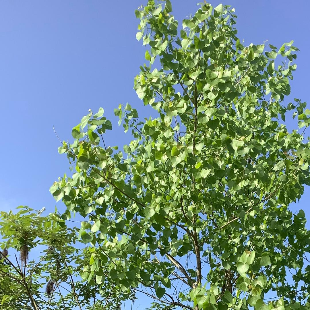 春绿琥珀