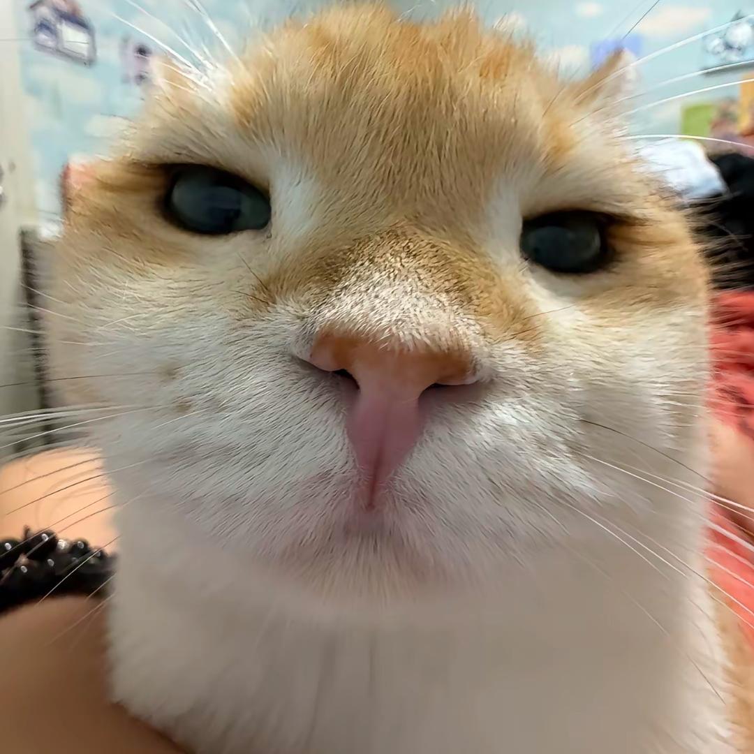 糕大人