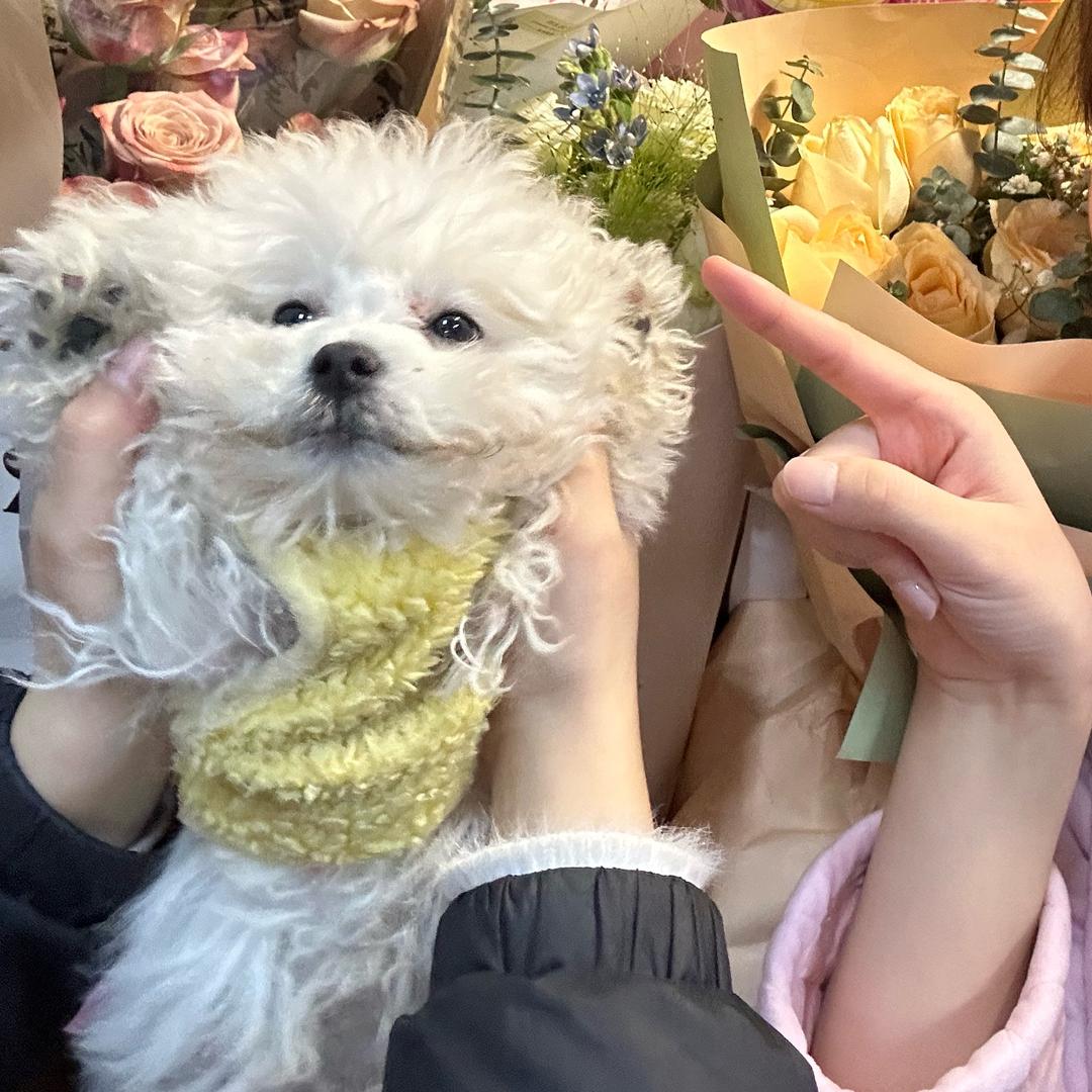 🌈🌈🌈奶茶界的四不像