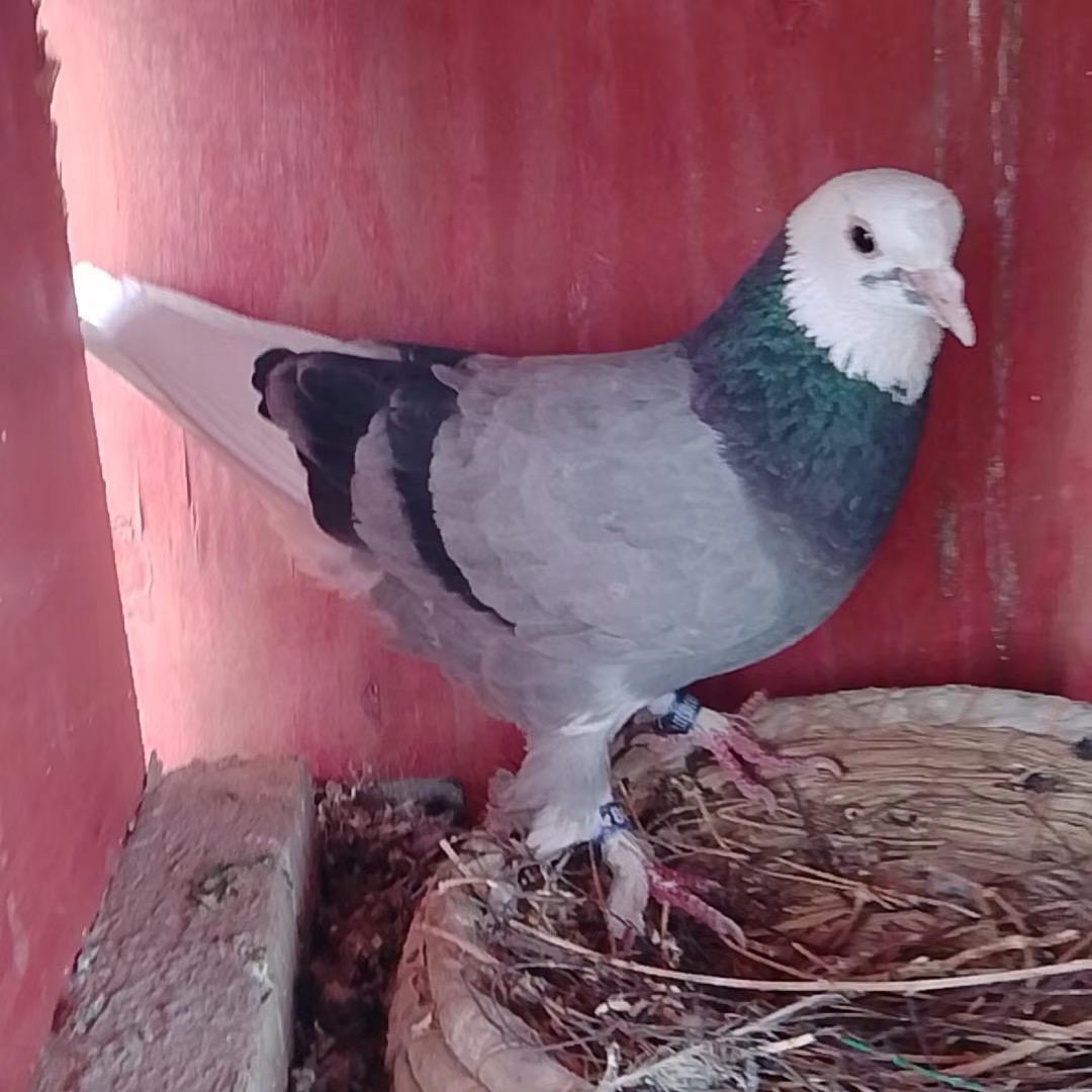新疆翻翻鸽子