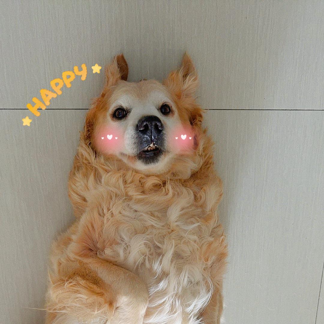 K宝的小司