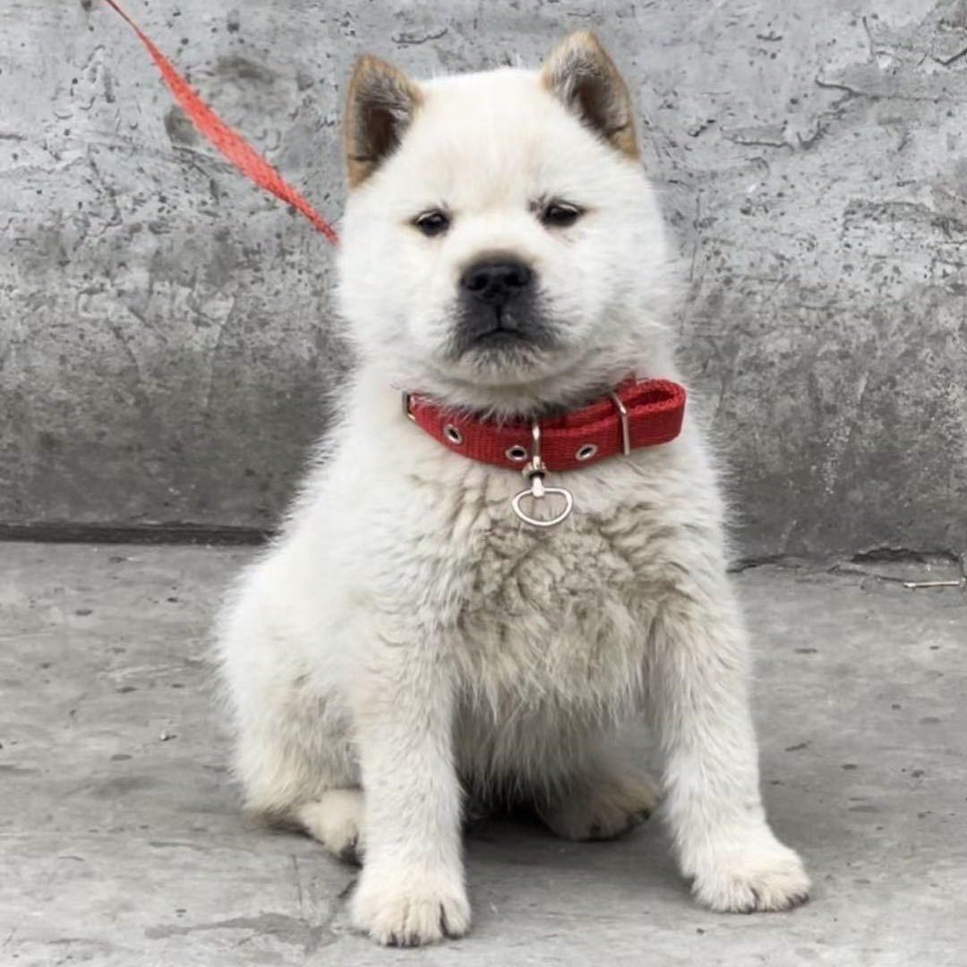 不务正业的养狗人