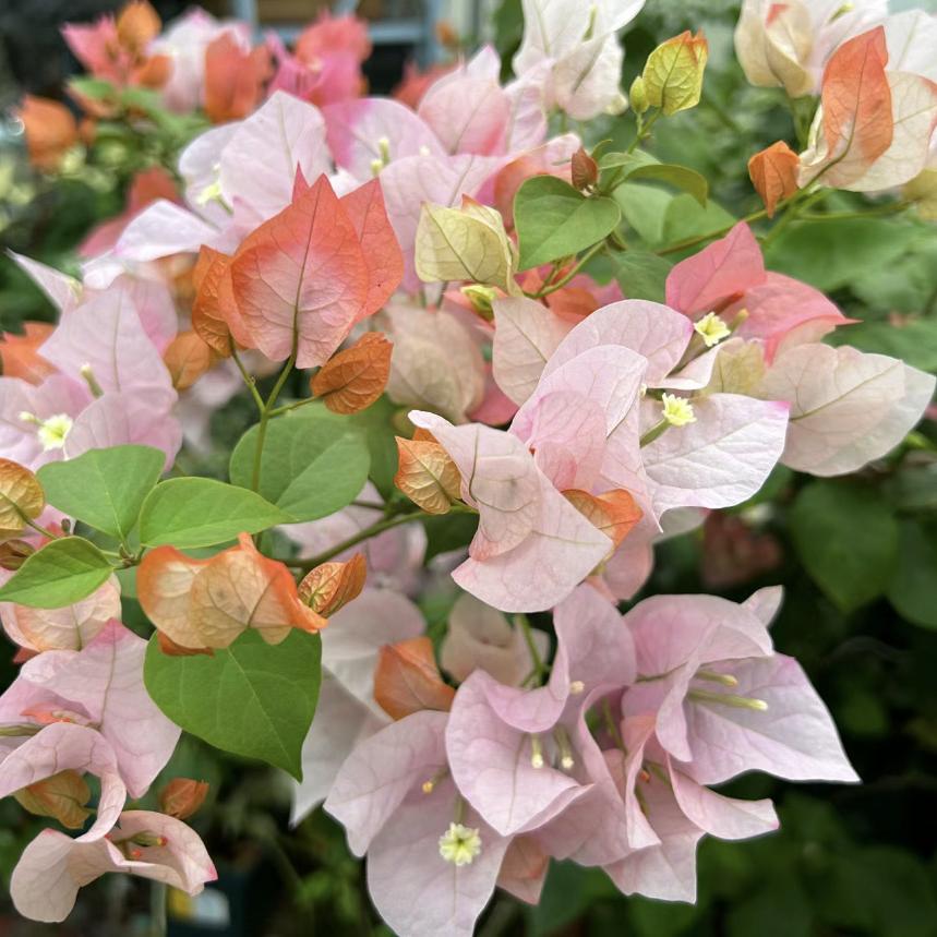 美好遇见三角梅园艺