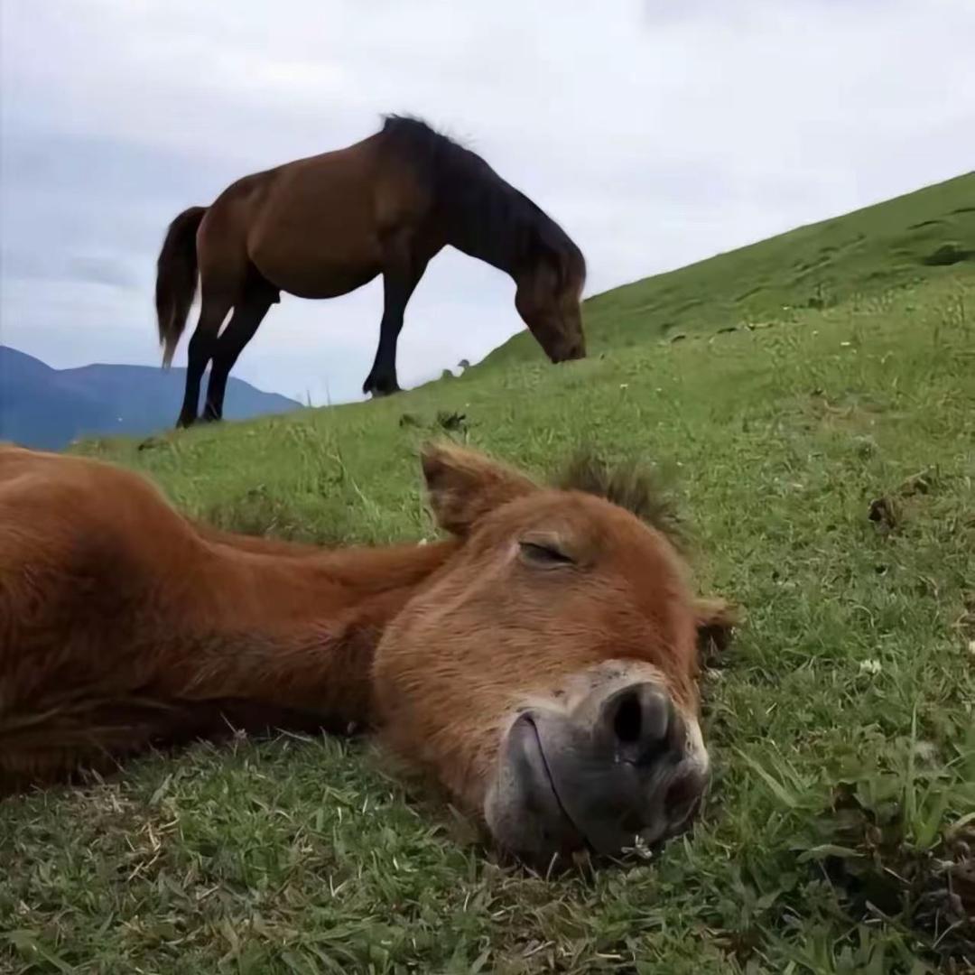 🐟朱肉炖粉条子
