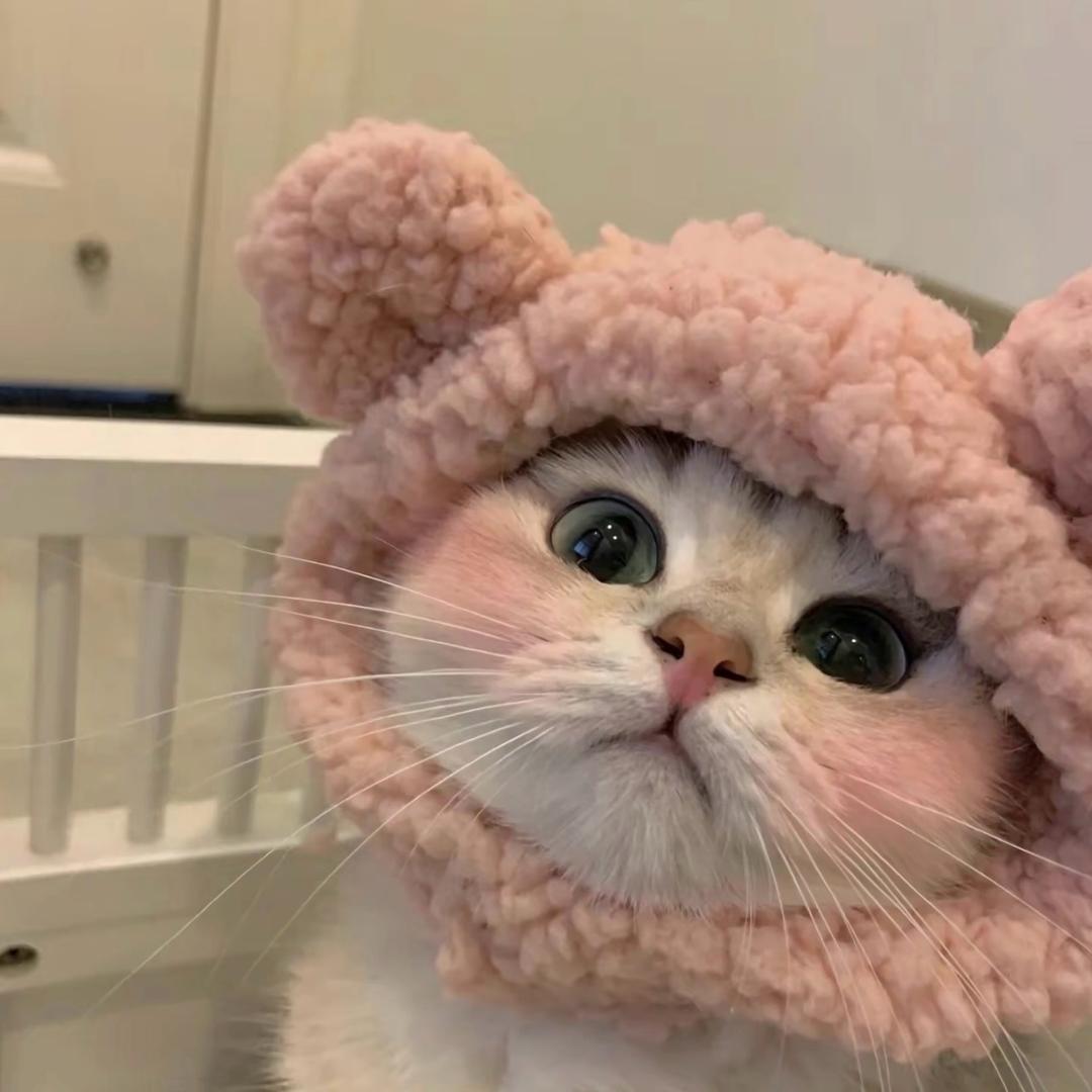 短尾猫.