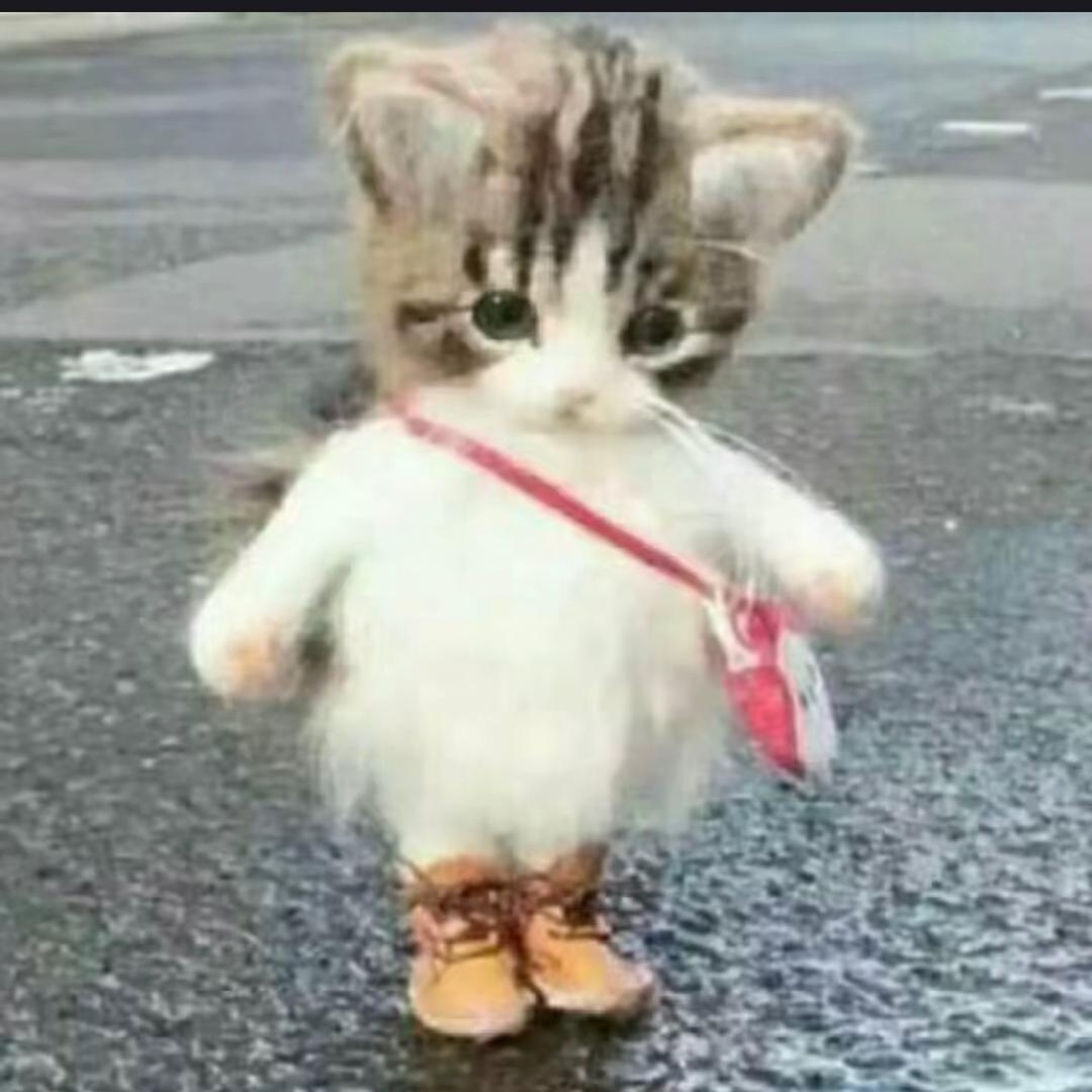 橙歌..