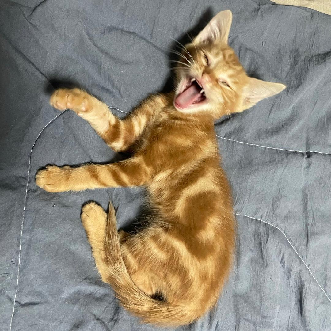 十只猫的爹爹