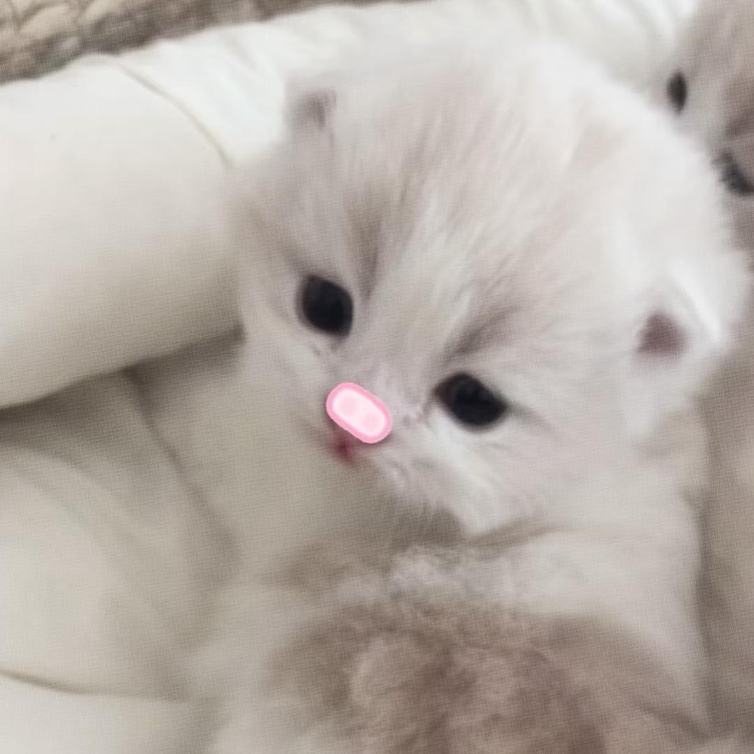 o'ᵕ'o