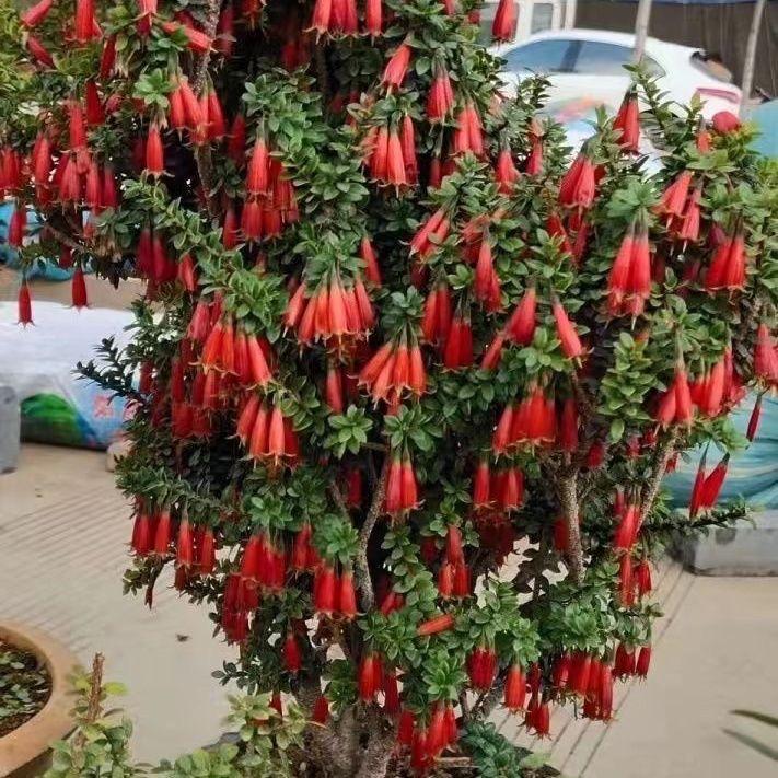 龙陵县云景花卉生活坊