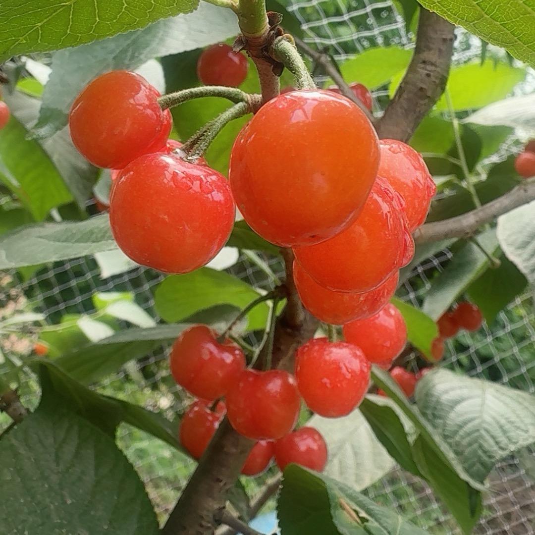 花蕊
