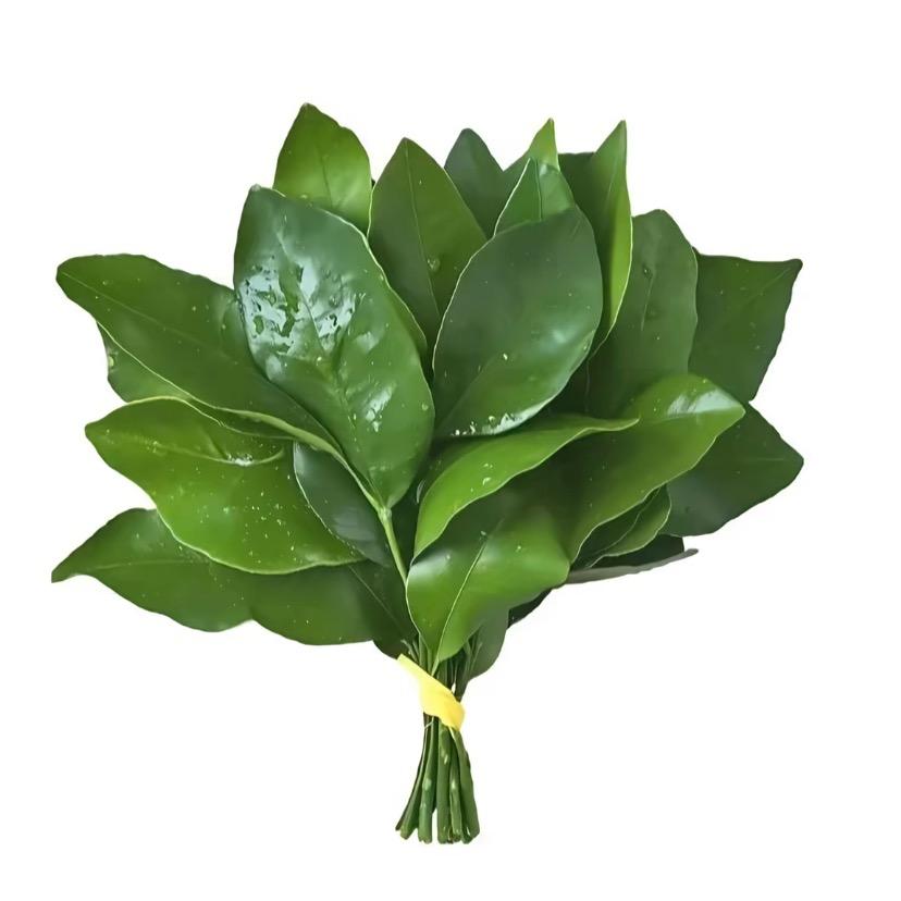 西伯利亚花果山社恐大母猴