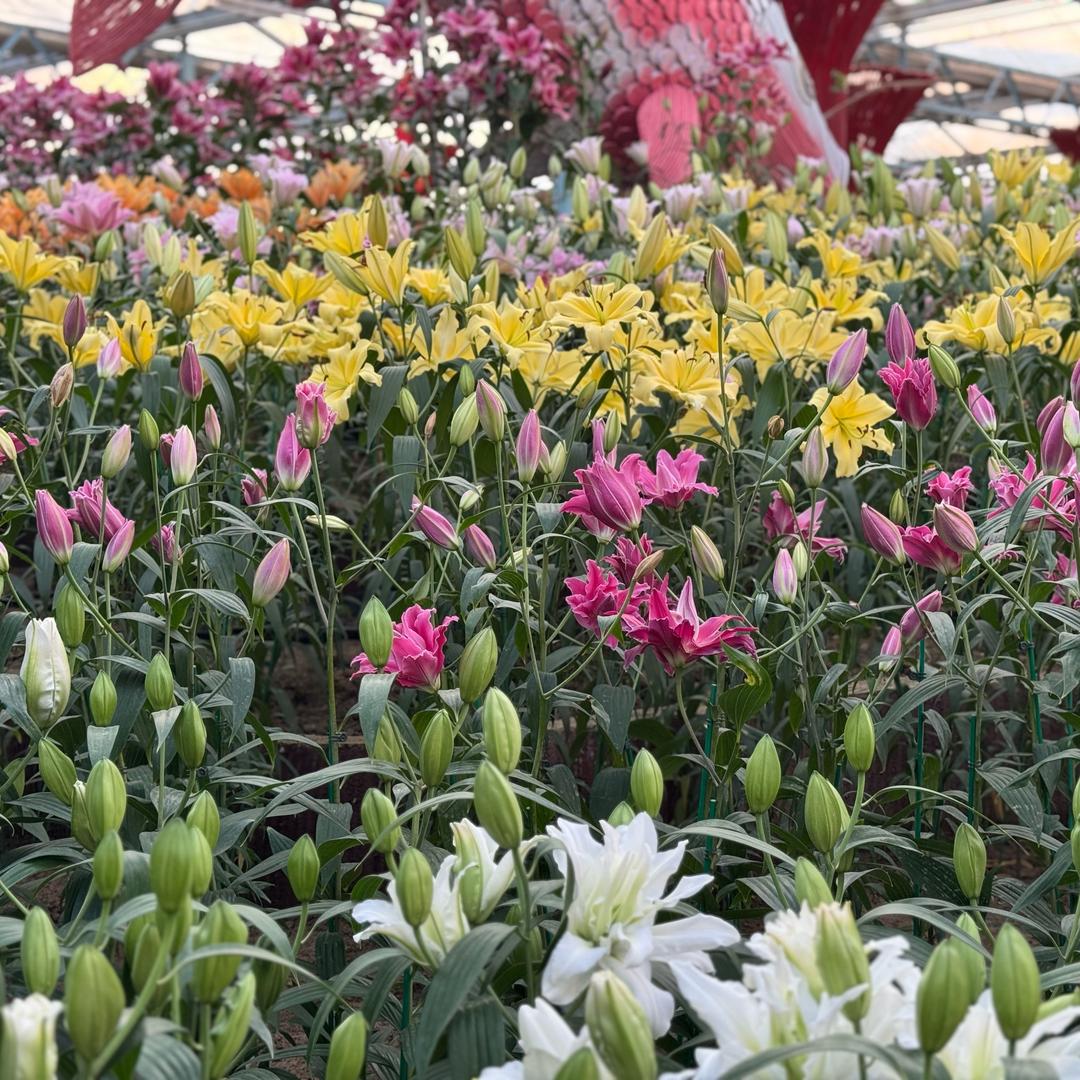 仲景师傅