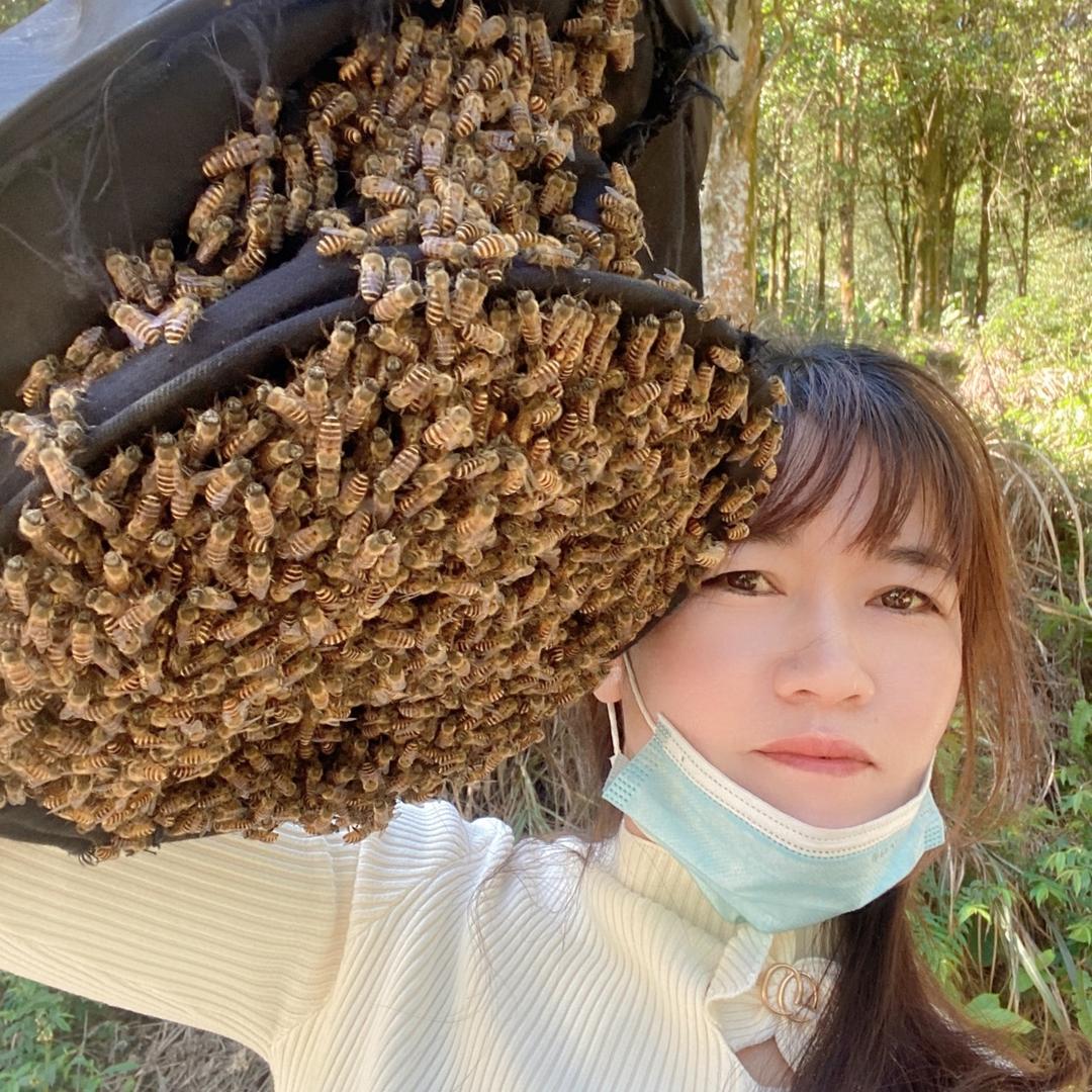 蜂姐蜜蜂养殖