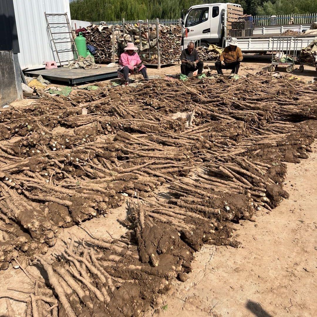 温县垆土铁棍山药