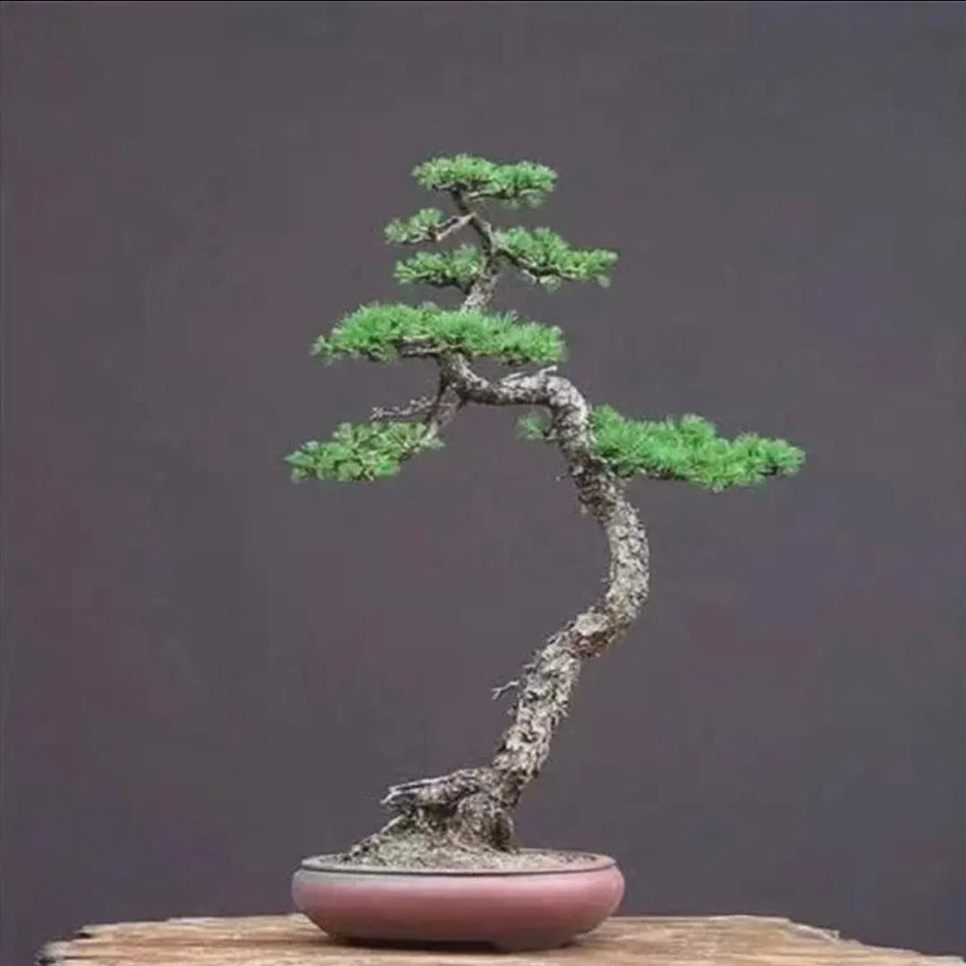 盆景携卉一小铭