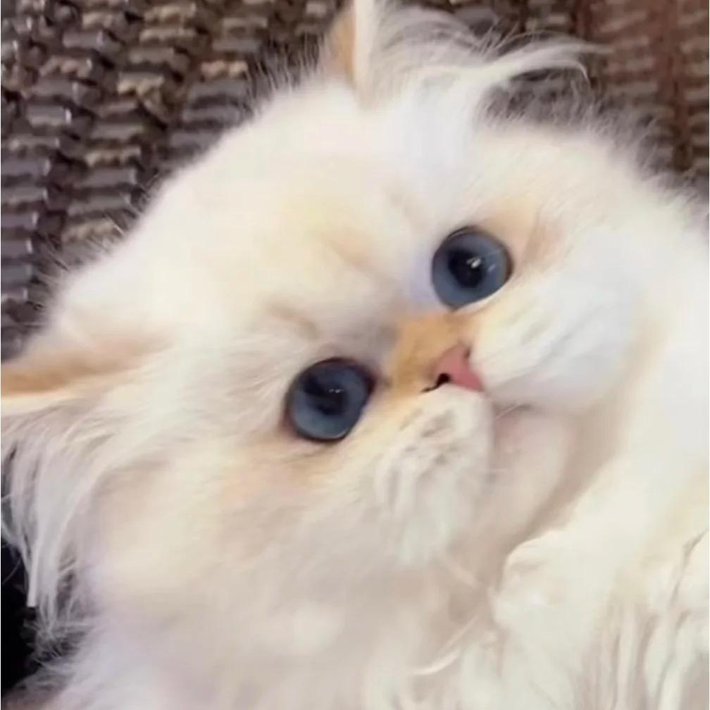 甜甜与猫🎀一家纯种米努特猫舍