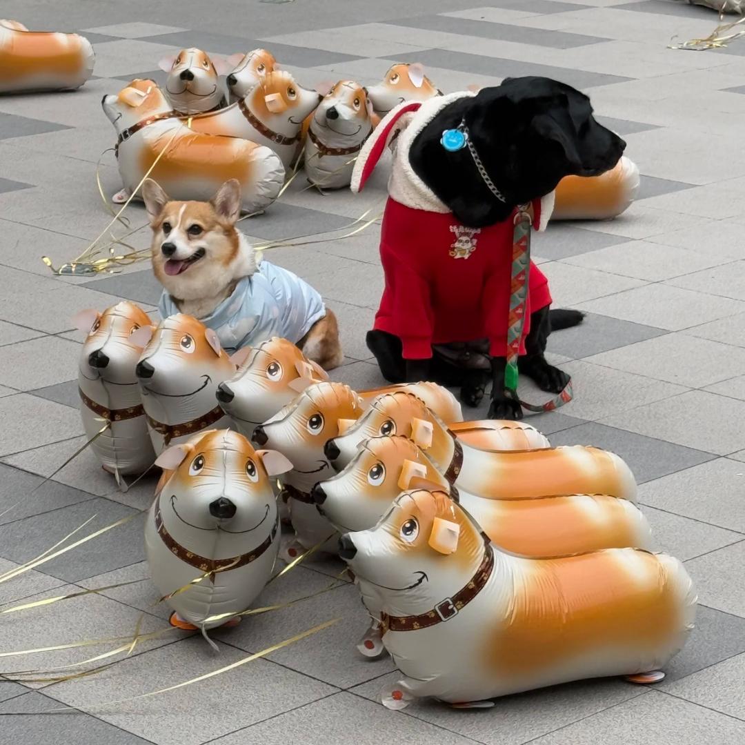 霉柿吃梅子