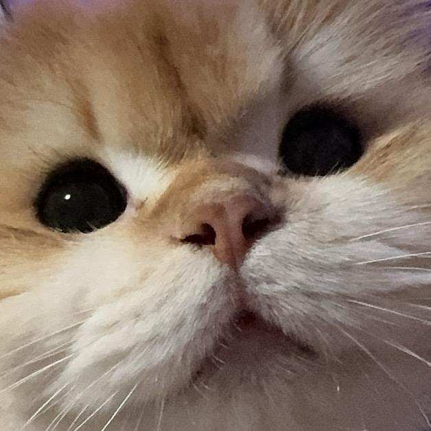 张沛呸呸呸