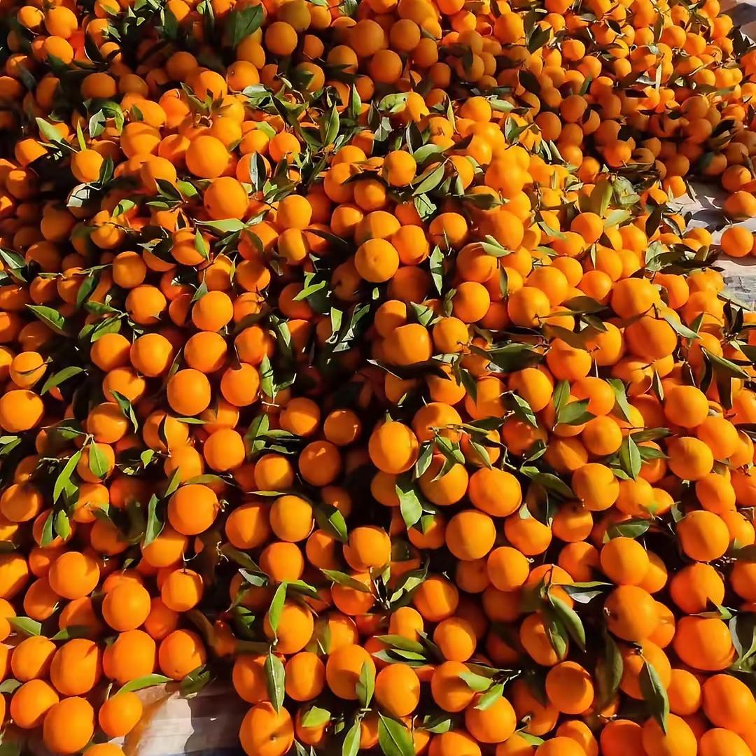 麻阳锦密冰糖橙