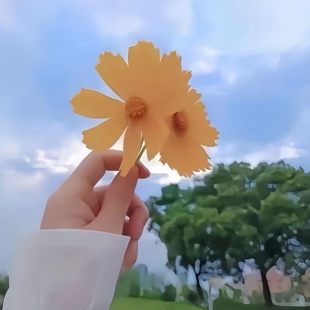向阳花