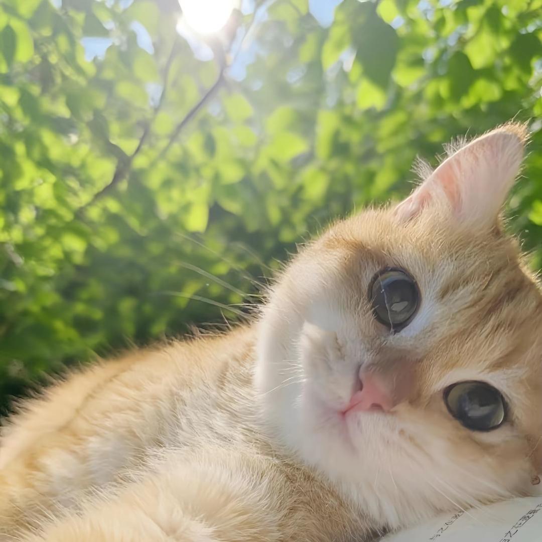 早睡早起鸡蛋黄