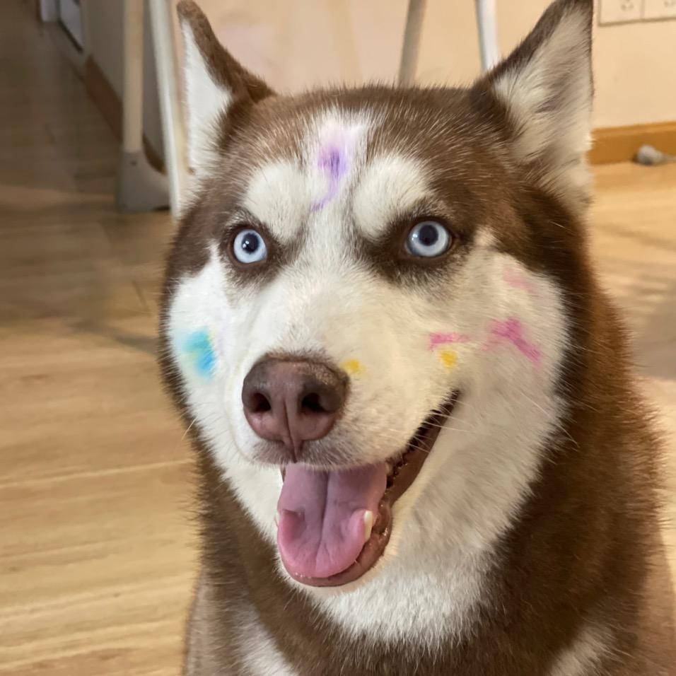 王百万是一只哈士奇