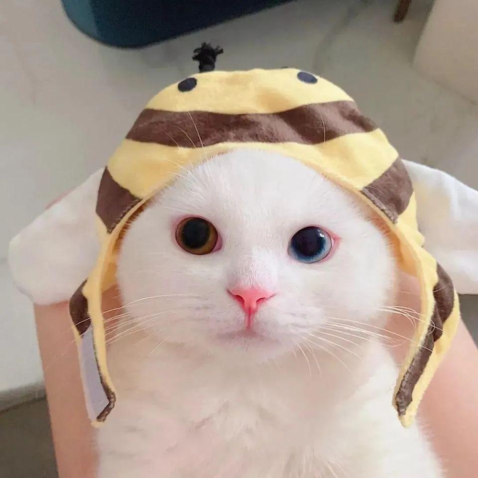 假猪蕾蕾