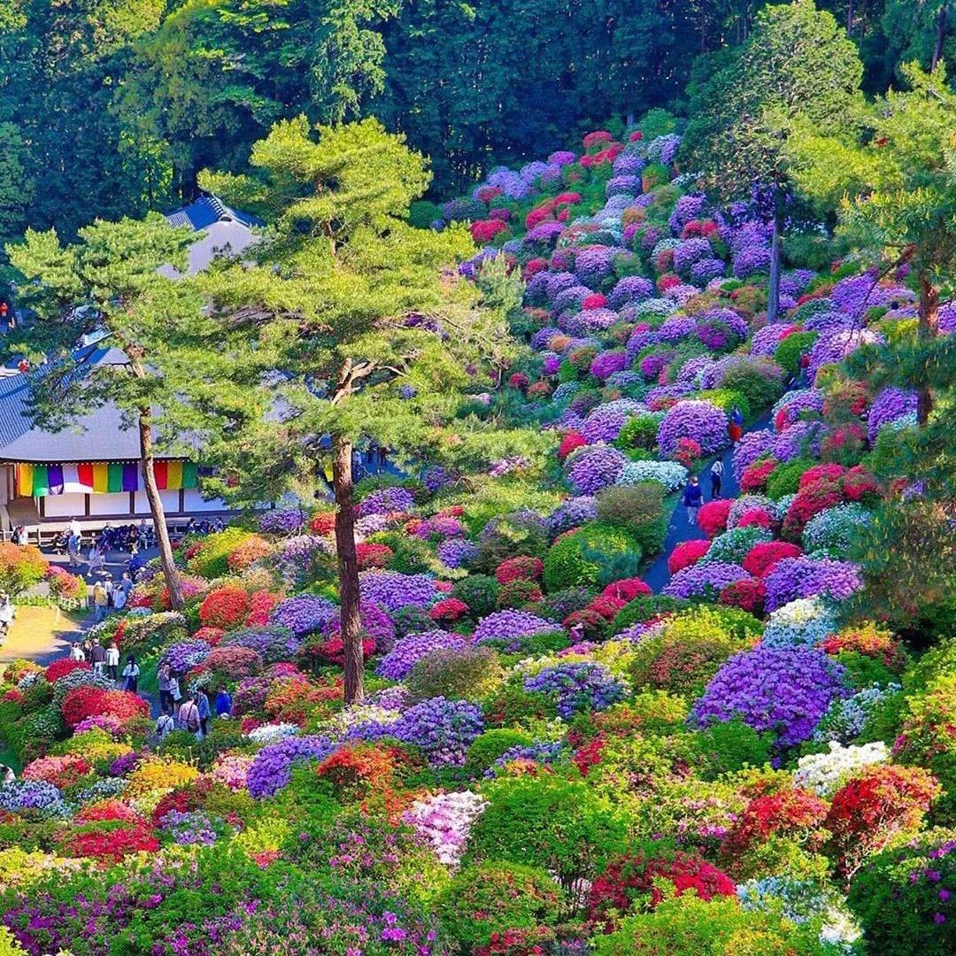 万鼎园林（杜鹃园）