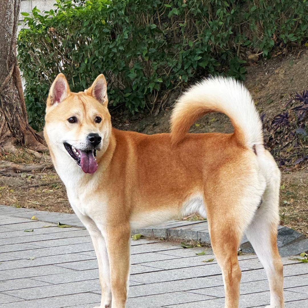 小朱谈养狗